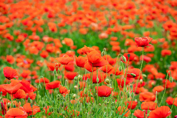 WalkPrayAmen_Frühjahr_Mohn.png  