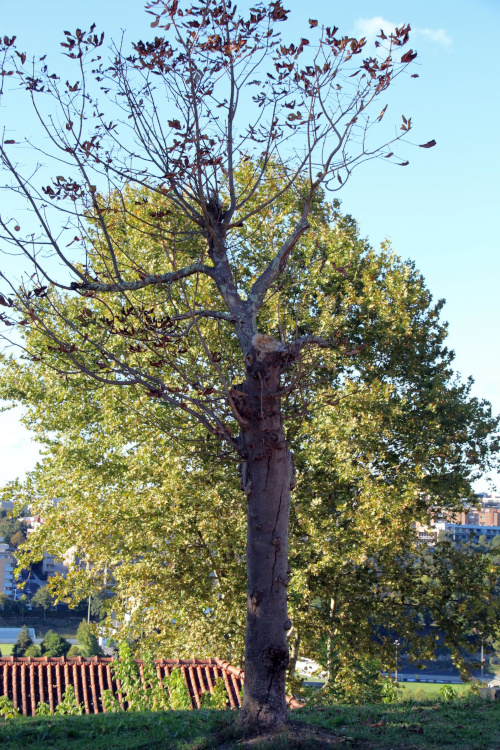 meditieren_baum.jpg  