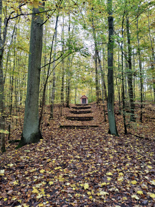 Layoutbild mit Waldmotiv  